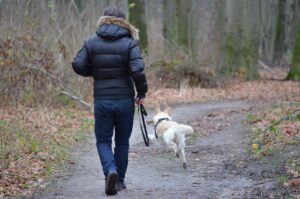 犬を連れて神社に行く際にはマナー違反に注意