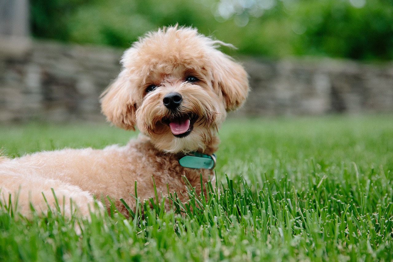 ドッグフード ブッチ の口コミ評判を調査 犬によっては飽きる 食いつきは良い リンタママ 犬との生活に役立つ情報を発信