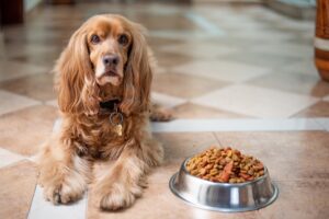 ドッグフードを温めると食いつきが良くなる