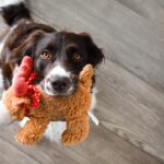 犬がおもちゃで遊ばない理由7つ｜おもちゃ選びできてますか？