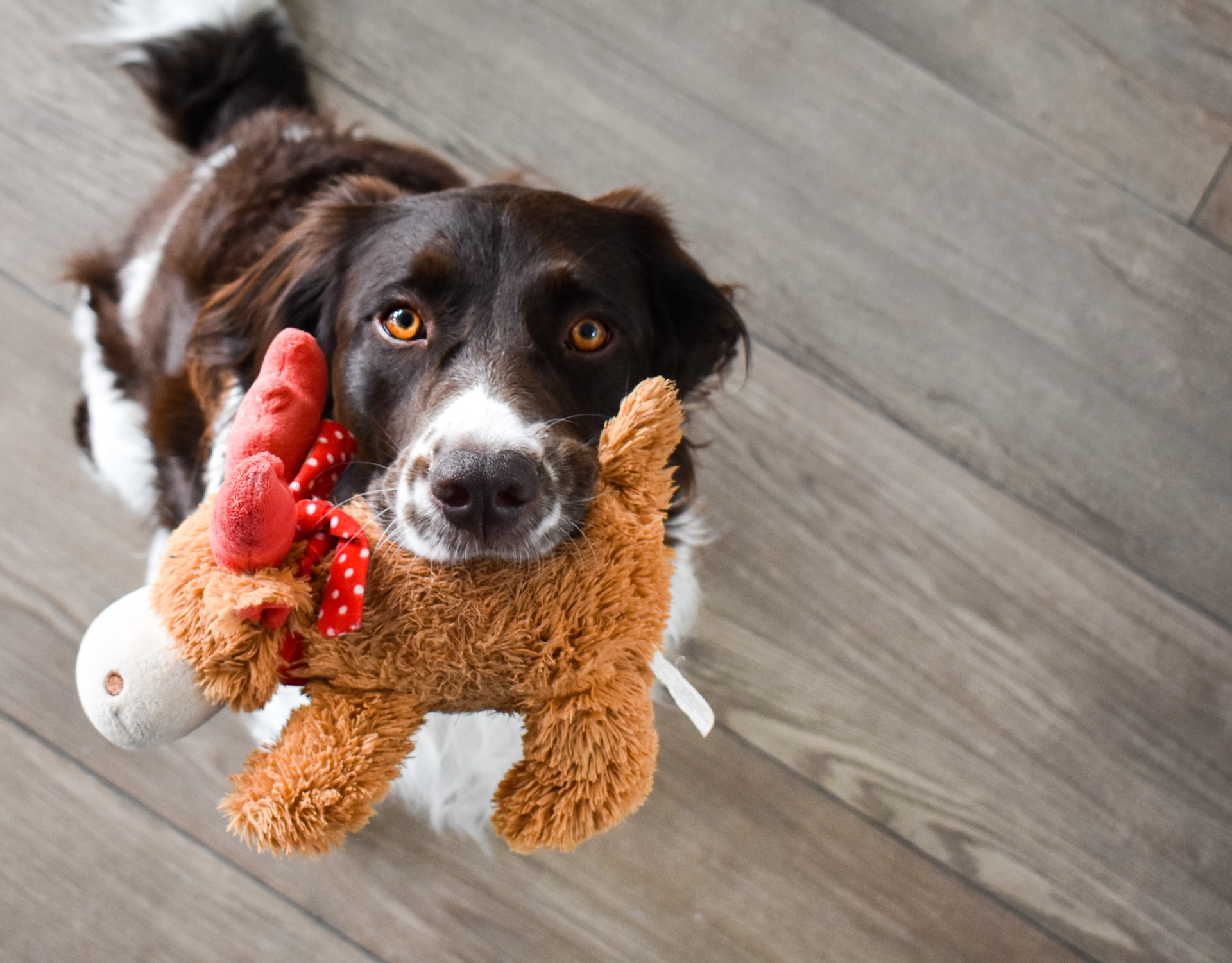 犬がおもちゃで遊ばない理由7つ｜おもちゃ選びできてますか？