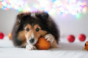 おやつばかりでご飯を食べない犬への対処法