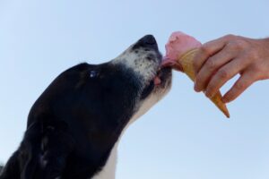 おやつだけでは犬の栄養は補えません