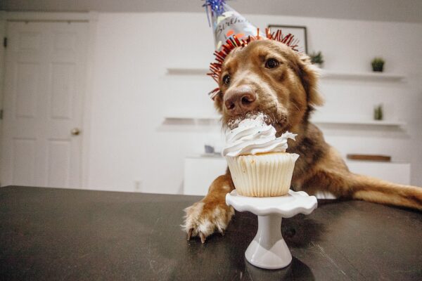 犬のおやつのあげすぎには注意