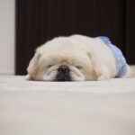 犬がおやつを食べるのにごはん（ドッグフード）を食べないときの対処法