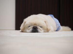 犬がおやつを食べるのにごはん（ドッグフード）を食べないときの対処法