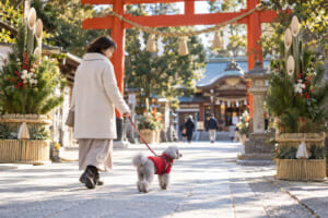 門松と赤い鳥居を背景に、短いリードでトイプードルと初詣へ向かう女性のイメージ