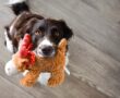 犬がおもちゃで遊ばない理由7つ｜おもちゃ選びできてますか？